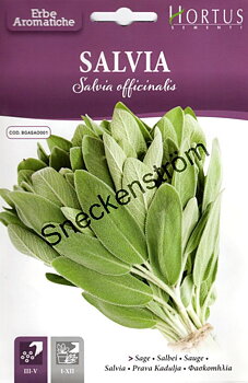 Salvia