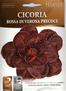 Cikoria Rossa di Verona Precoce