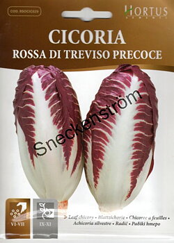 Cikoria Rossa di Treviso Precoce