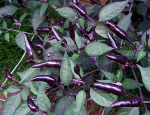 Zimbabwe Black