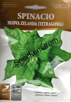 Spenat "Nyzeeländsk "  Nuova Zelanda
