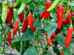 Aji Delight