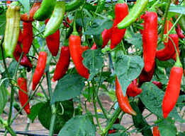 Aji Delight