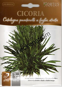 Cikoria Catalogna puntarelle a foglia stretta