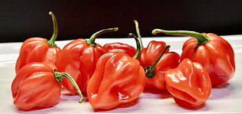 Habanero Red Caribbean