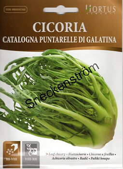 Cikoria Catalogna di Galantina