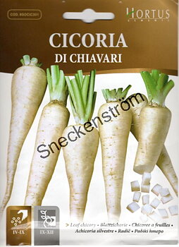Rotcikoria Di Chiavari
