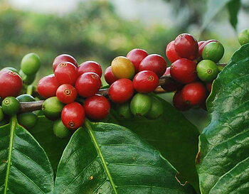 Kaffe "Arabica"