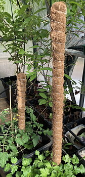 Växtstöd - Kokos 60cm/100cm