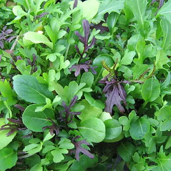 Salladsmix "Frilly Mix"
