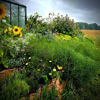 Agretti, Italiensk sodaört, Roscano, Barba di Frate 40g