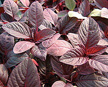 Amaranth Red Aztec