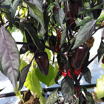 Black Pepper Chili F1 Hybrid