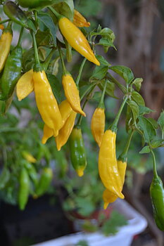 Lemon Drop