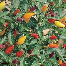 Peperoncino "Fuoco della prateria"