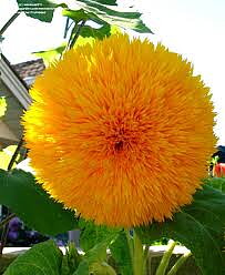 Solros "Girasole Doppio"
