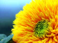 Solros "Girasole Doppio" - 2