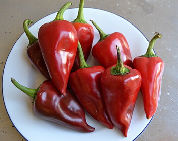 Piquillo Paprika