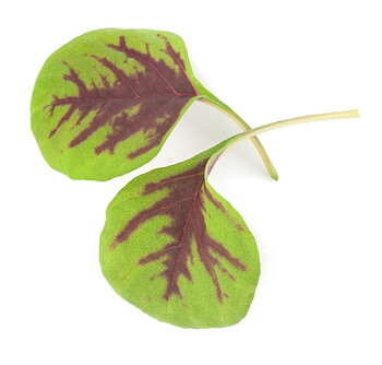 Amaranth Passion - Microgreens