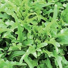 Sallatscikoria Catalogna 