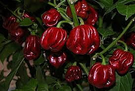 Chocolate Habanero