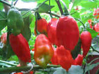 Maya Pimento