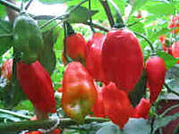 Maya Pimento