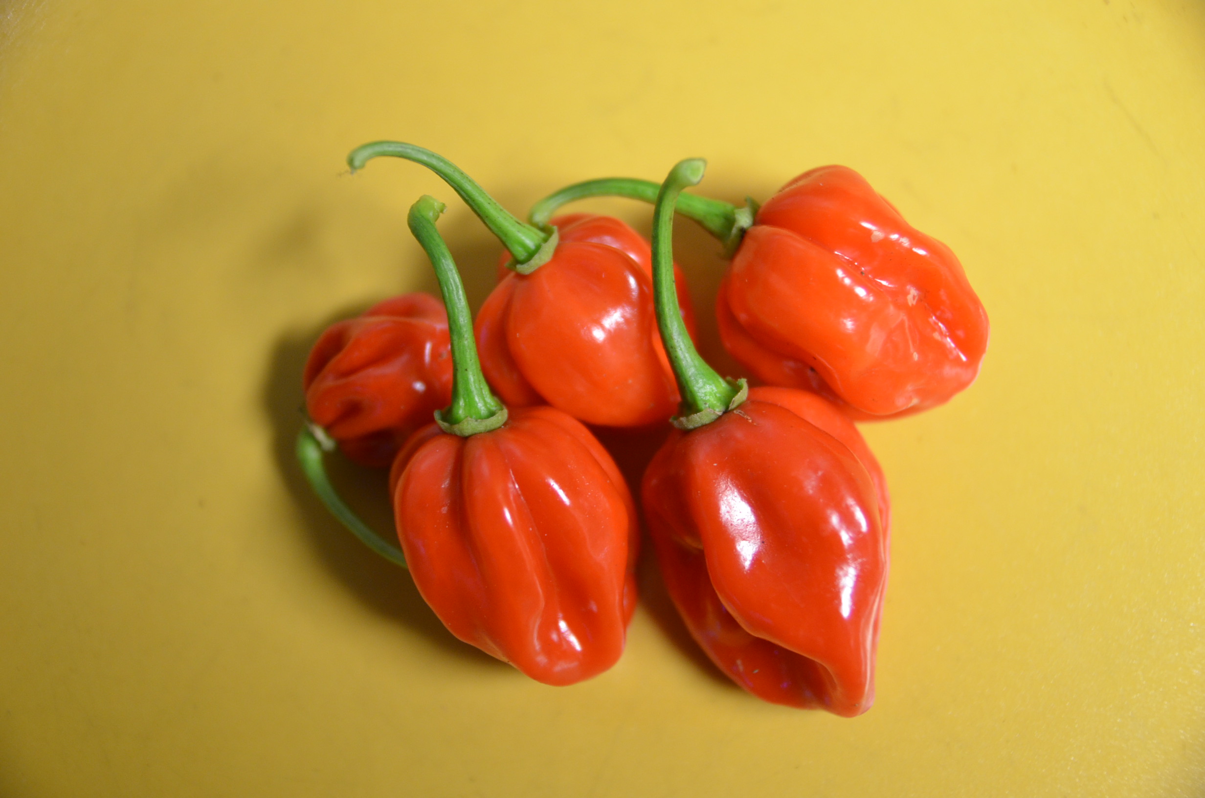 Trinidad  Scorpion - 2