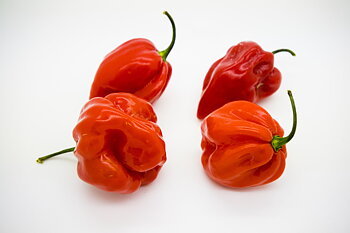 Trinidad  Scorpion