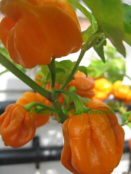 Habanero Mustard