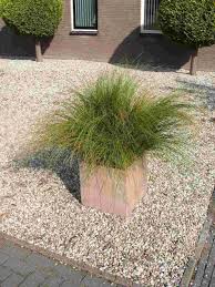 CAREX HOWARDII PHOENIX GREEN