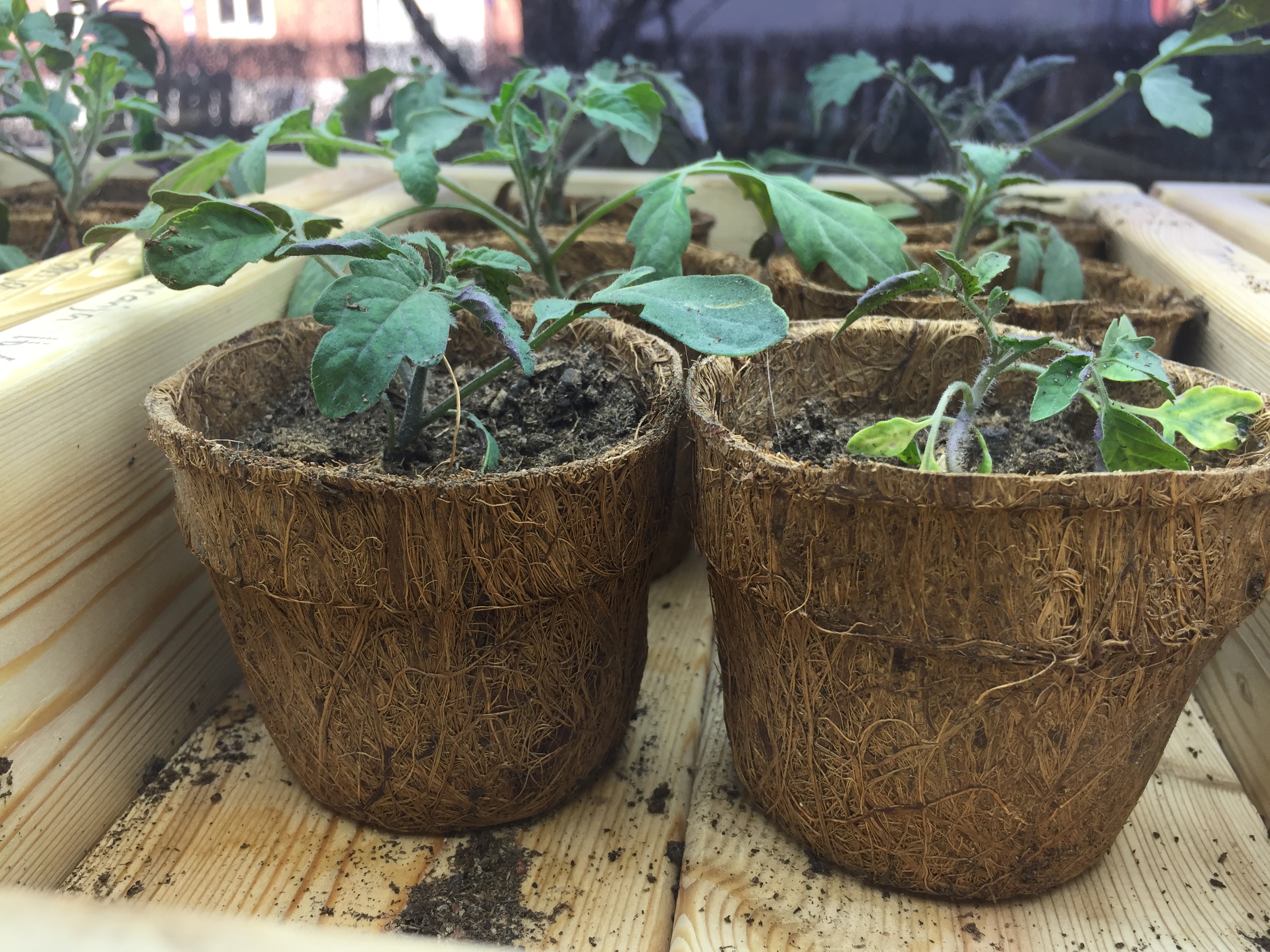 Kokoskruka 8cm (Coir Pot) 10-pack - 3