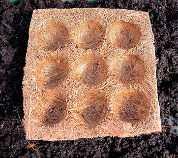 Planteringsbricka i kokos 5-pack