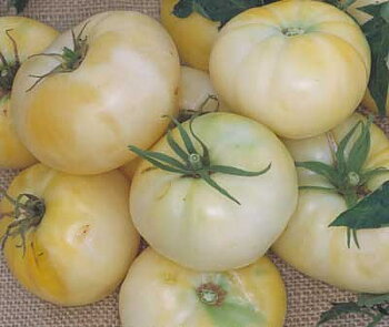 Tomat White Beauty