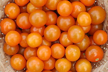 Sungold Hybrid