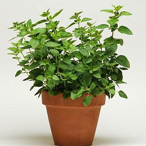  Oregano SimplyHerbs Oregano (Kungsmynta) Pellets