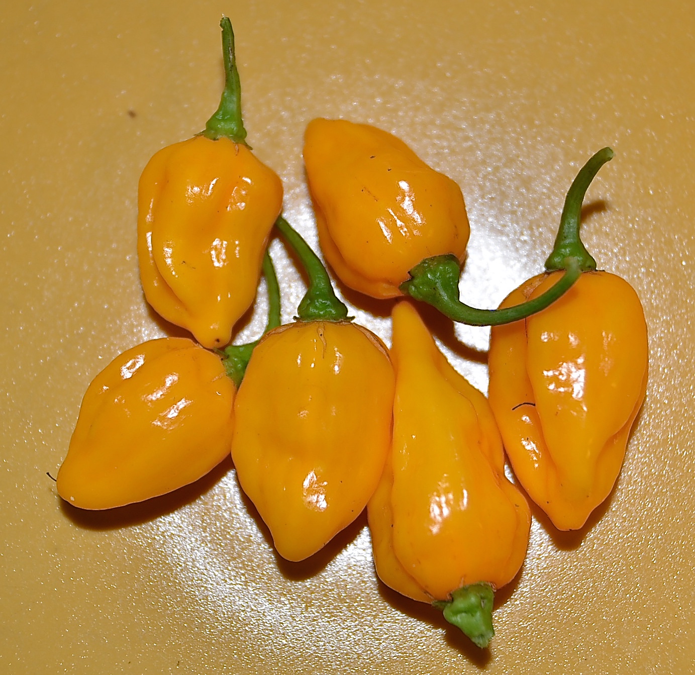 Fatali / Aji Limo - 3