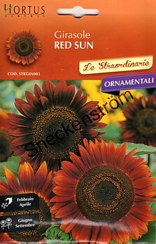 Solros "Girasole Red Sun"