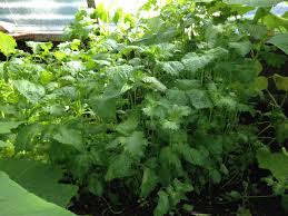 Perilla Green 