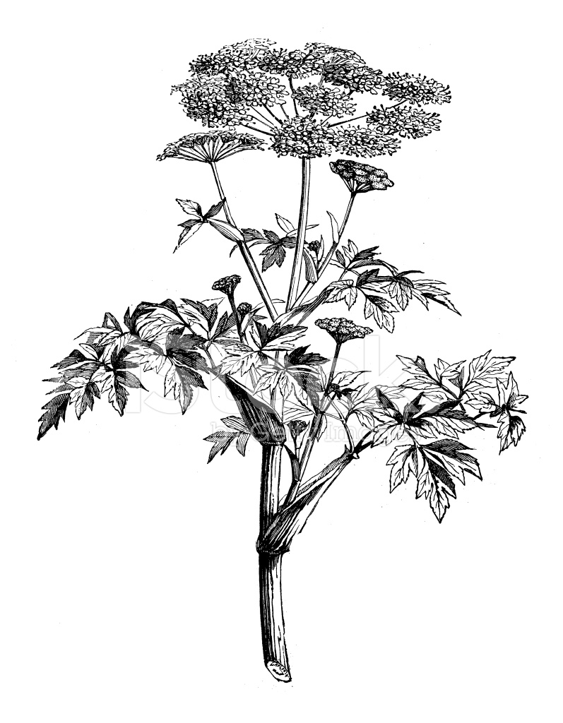Kvanne