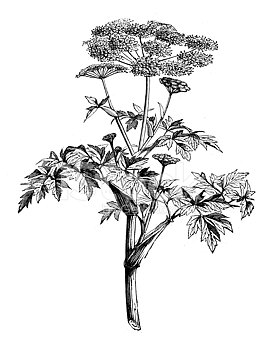 Kvanne