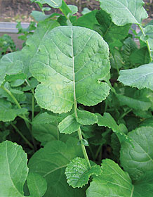 Texsel Greens (Etiopisk Kål)