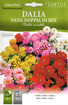 Dahlia  "Nana Doppia in Mix"