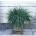 FESTUCA GLAUCA FESTINA