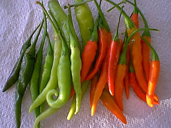 Tabasco