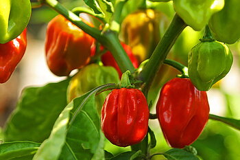 Habanero