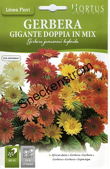 Gerbera "Gigante Doppia in Mix"
