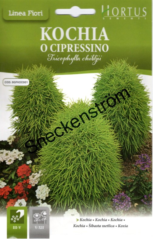 Brinnande Buske "Kochia o Cipressino"