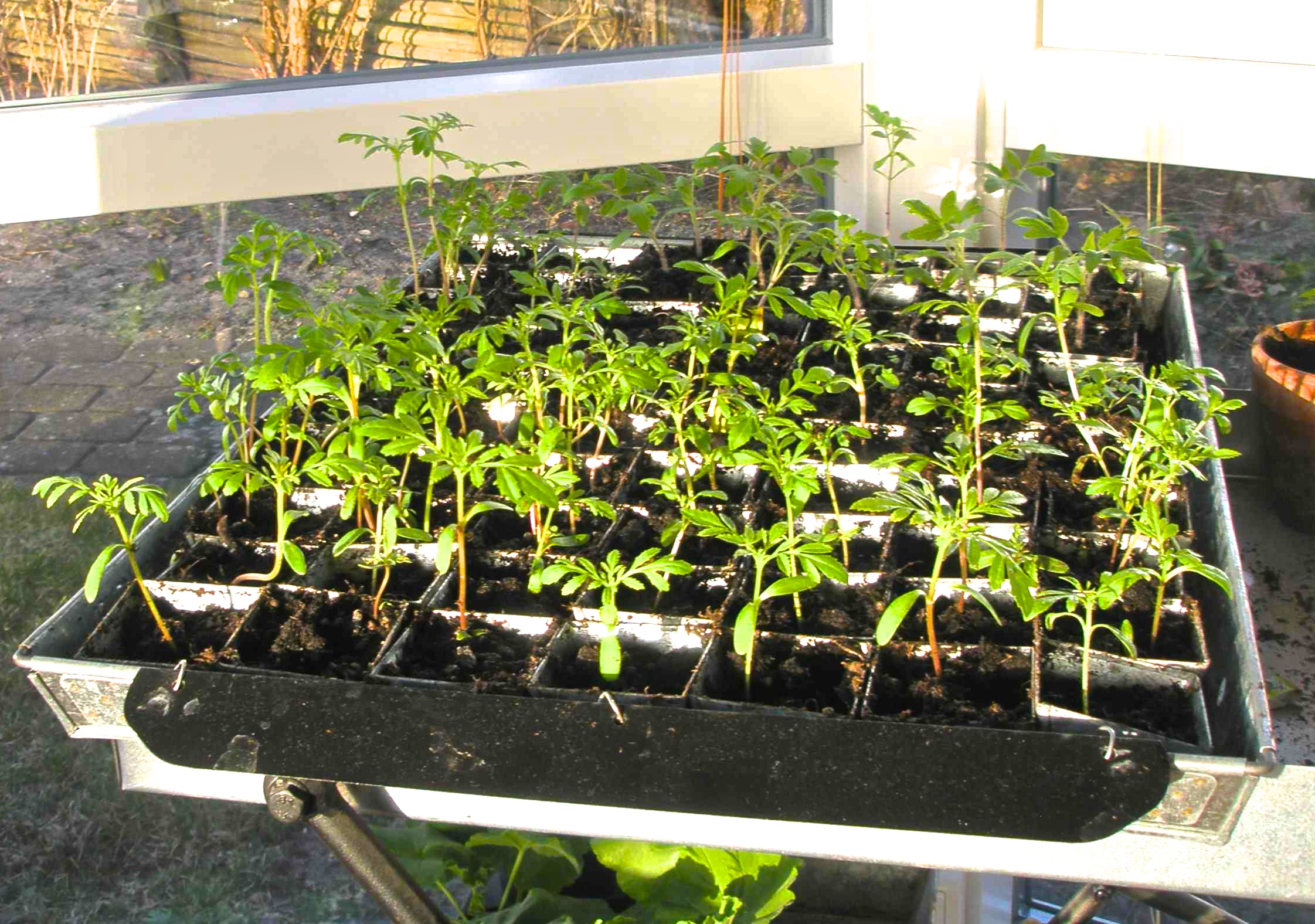 Planteringsbricka med individuella krukor - 2