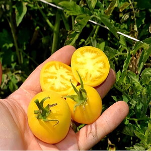 Garden Peach